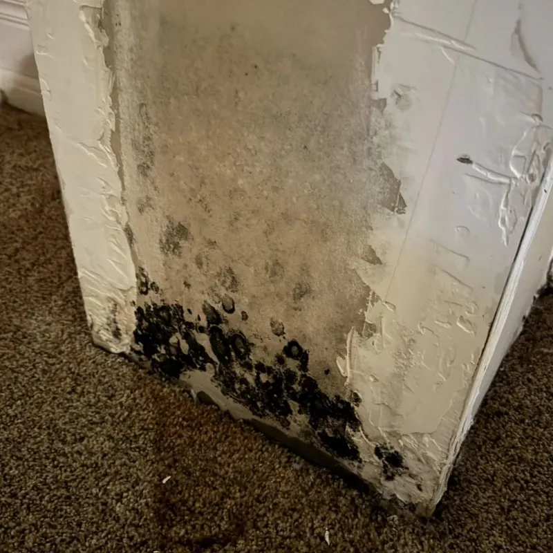 Professional Mold Removal in Cherokee Village, AR